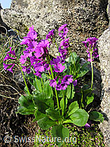 Foto: Breitblättrige Primel (Primula latifolia)