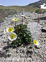 Photo: Gletscher-Hahnenfuss (Ranunculus glacialis)