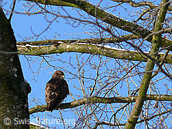 Photo: Mäusebussard auf Ast sitzend