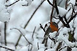 Rotkehlchen (Erithacus rubecula) (C046872) Rotkehlchen (Erithacus rubecula) (C046872)