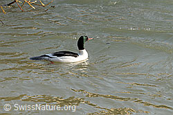 Foto: Schwimmende Reiherente