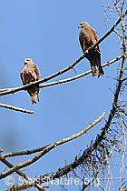 Photo: Rohrweihen