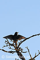 Photo: Star beim Balzen