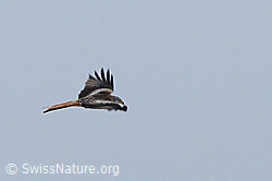 C048087: Fliegender Rotmilan