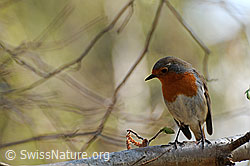 Photo: Rotkehlchen