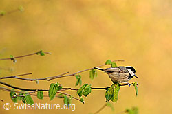 Photo: Tannenmeise