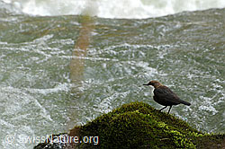Photo: Wasseramsel (Cinclus cinclus) auf Moospolster