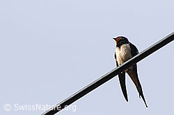 Foto: Rauchschwalbe