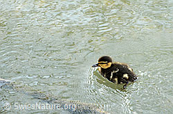 Photo: Junge Stockente (Anas platyrhynchos)
