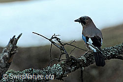 Eichelhäher (Garrulus glandarius) (C048774)