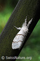 Buchen-Streckfuss (Calliteara pudibunda) (C049743)