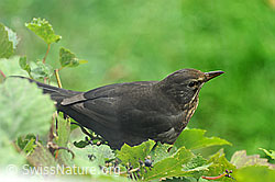 Amsel auf Rebe (C054331)