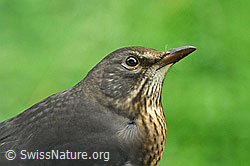 Kopf einer Amsel (C054332)