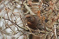 Amsel (Turdus merula) (C055470)