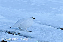 C056100: Schneehuhn unterwegs auf Schneefeld