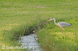 Photo: Fischreiher (Ardea cinerea) am Bachufer