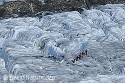 C062339: Seilschaft auf dem Gletscher