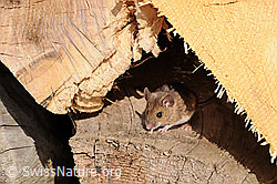 Photo: Mouse (Apodemus flavicollis)