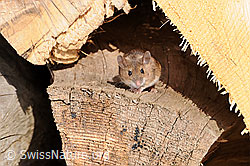 Photo: Mouse (Apodemus flavicollis)