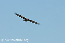 Photo: Adler im Flug