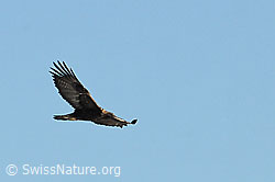 Photo: Fliegender Adler