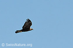 Photo: Adler