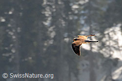Photo: Turmfalke