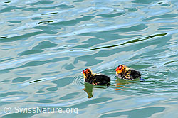 Photo: Coot, latin: Fulica atra