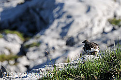 C067839: Alpenschneehuhn auf Kalkfelsen