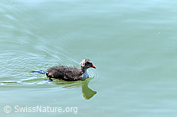 Photo: Coot, latin: Fulica atra