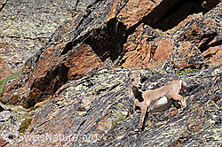 Photo: Steingeiss in einer Felswand