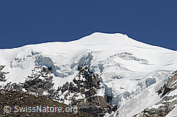 C068141: Weissmies von Kreuzboden