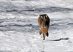 Photo: Running hare