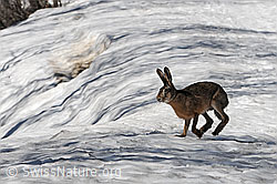 Photo: Hare, Switzerland