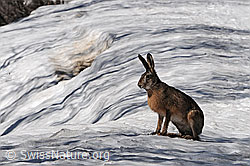Photo: A sitting hare