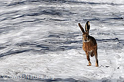 Photo: Running hare