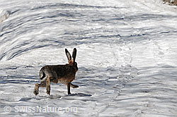 Photo: Hare on the snow