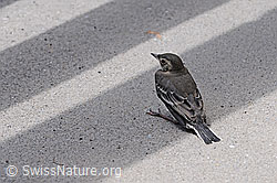 Photo: Bachstelze (Motacilla alba)