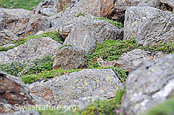 Photo: Rotfuchs (Vulpes vulpes) zwischen grossen Felsblöcken