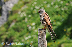 Photo: Turmfalke auf Zaunpfahl sitzend