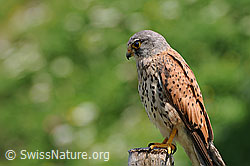 Photo: Raubvogel lauert auf Beute