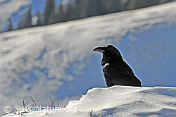 Photo: Sitzender Rabe