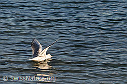 Foto: Möwe beim Abflug
