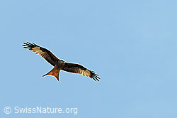C093077: Flugbild des Rotmilan