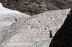 Photo: Fuchs auf Lawinenkegel sitzend
