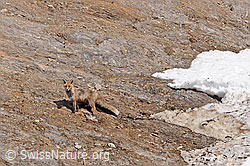 Photo: Rotfuchs in felsigem Gelände