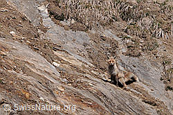 Photo: Fuchs beim Markieren