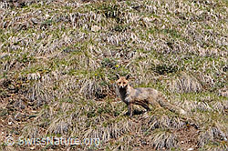Photo: Rotfuchs auf Alpweide