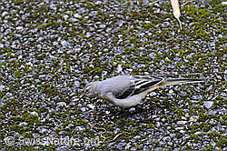Bergstelze (Motacilla cinerea) (C095303)