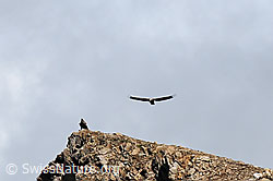 Aquila chrysaetos (C095899)